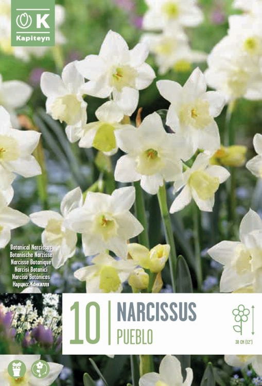 Blumenzwiebel - Narcissus 'Pueblo' 10er Packung 