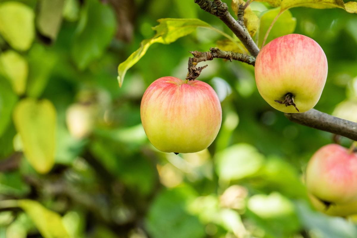 Apfel 'Schöner von Herrnhut' • Malus 'Schöner von Herrnhut'