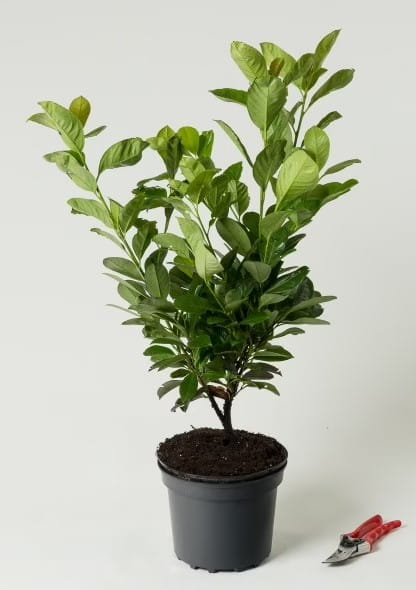 Kirschlorbeer 'Etna' • Prunus laurocerasus 'Etna' Ansicht 5