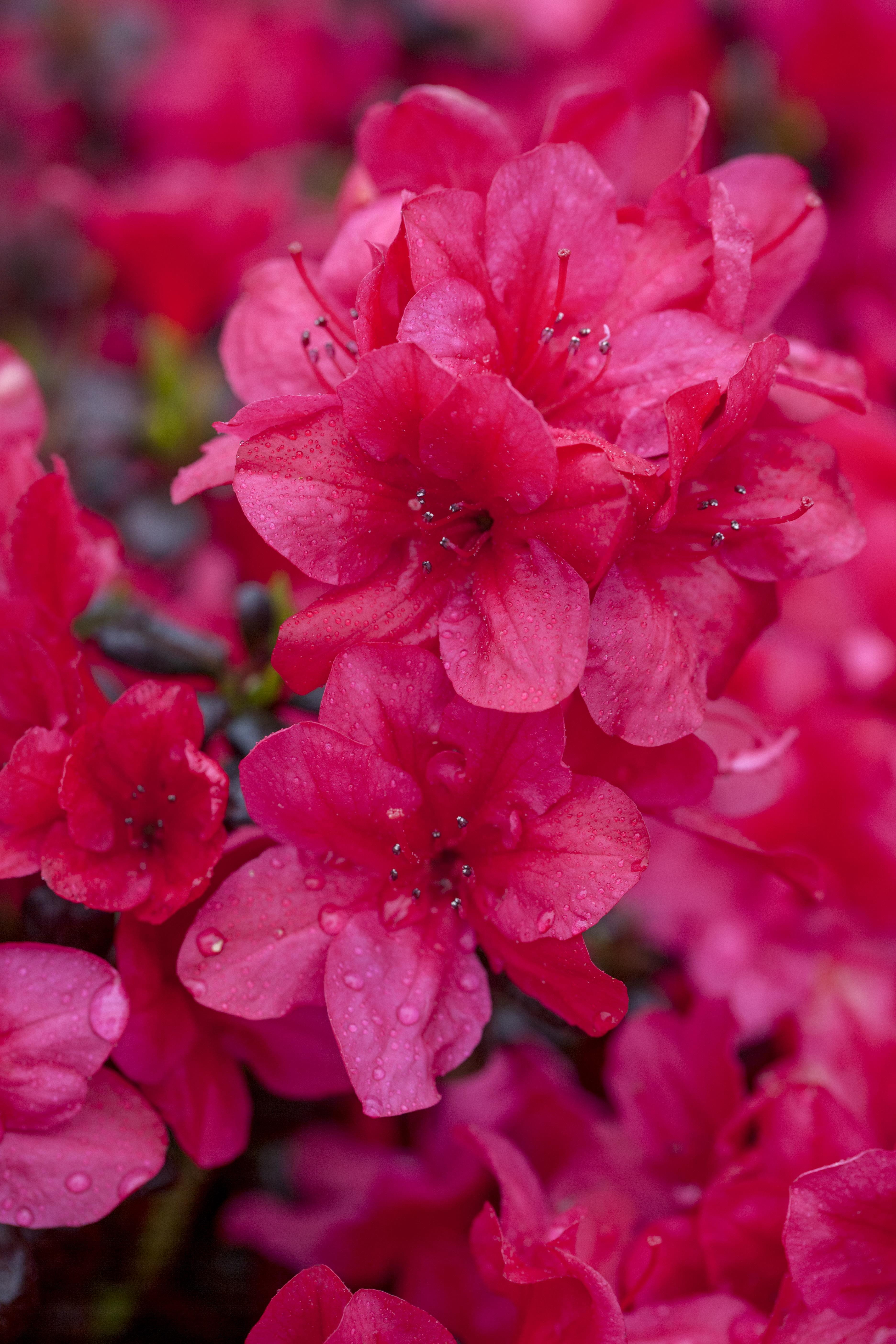 Japanische Azalee 'Diamant Rot' • Rhododendron obtusum 'Diamant Rot' Ansicht 1