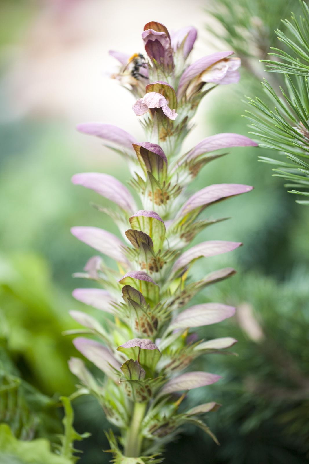 Balkan Bärenklaue • Acanthus hungaricus