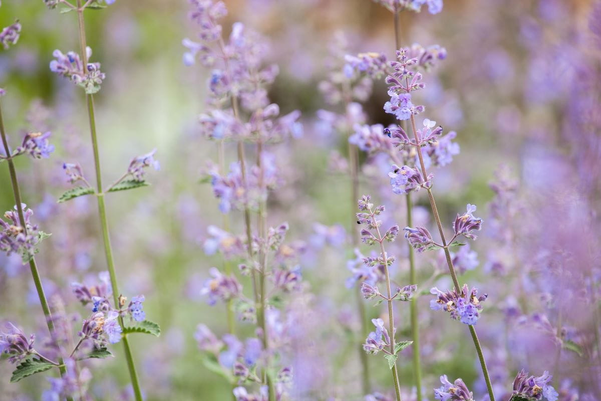 Traubige-Katzenminze 'Walker´s Low' • Nepeta x faassenii 'Walker´s Low' Ansicht 1