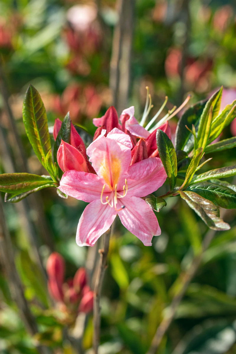 Sommergrüne Azalee 'Juniduft' • Rhododendron viscosum 'Juniduft'