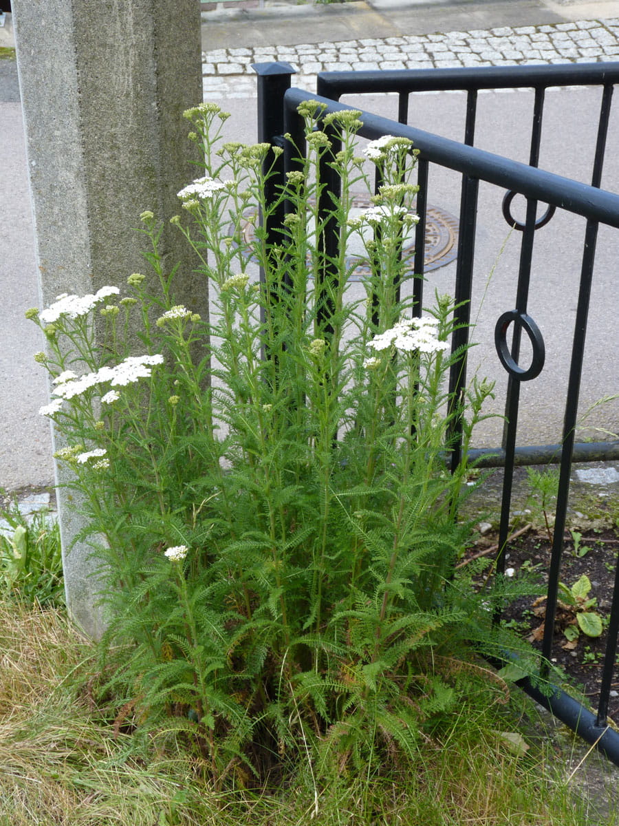 Schafgarbe weiß • Achillea millefolium, weiß