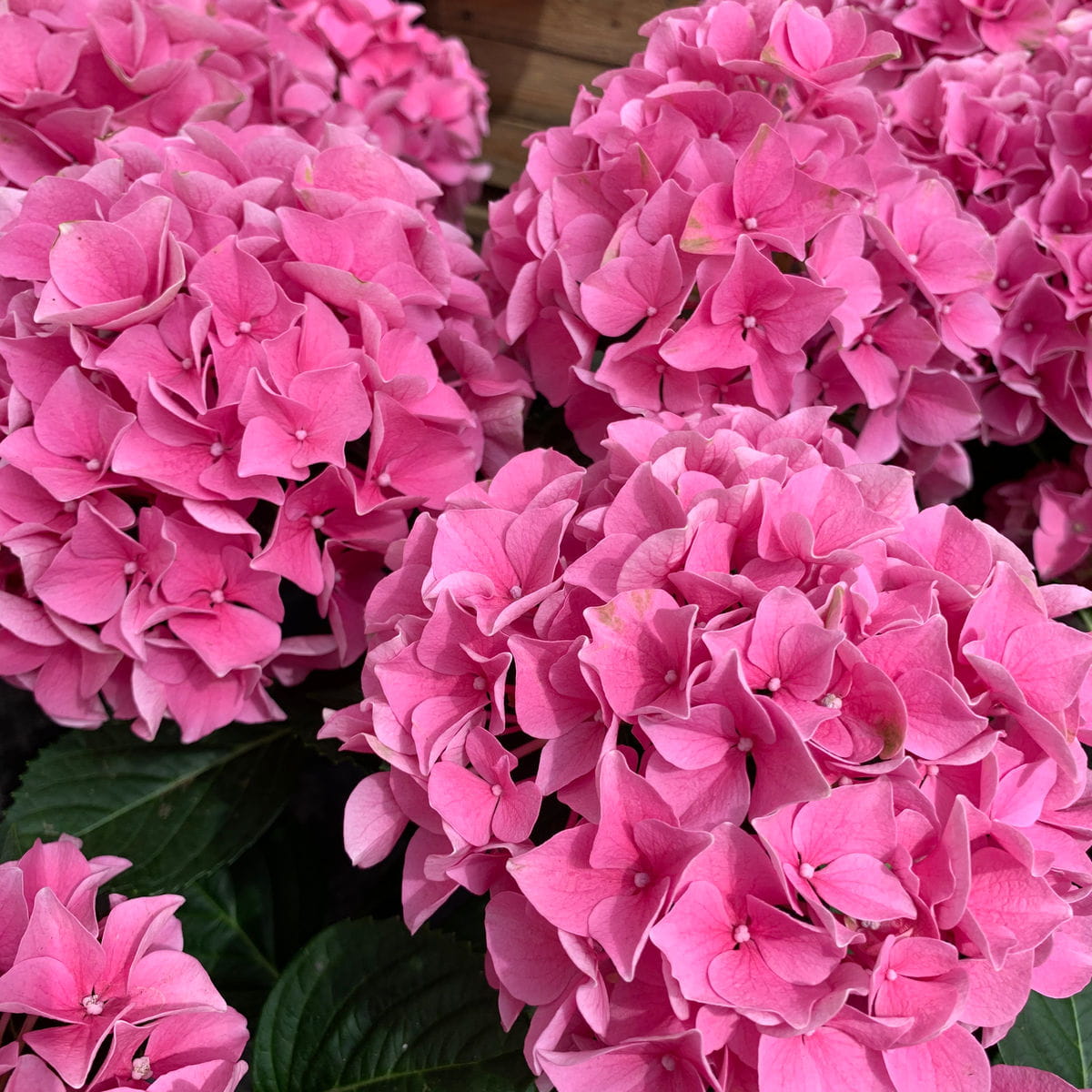 Gartenhortensie 'Endless Summer', rosa Blüte • Hydrangea macrophylla 'Endless Summer', rosa Blüte Ansicht 2