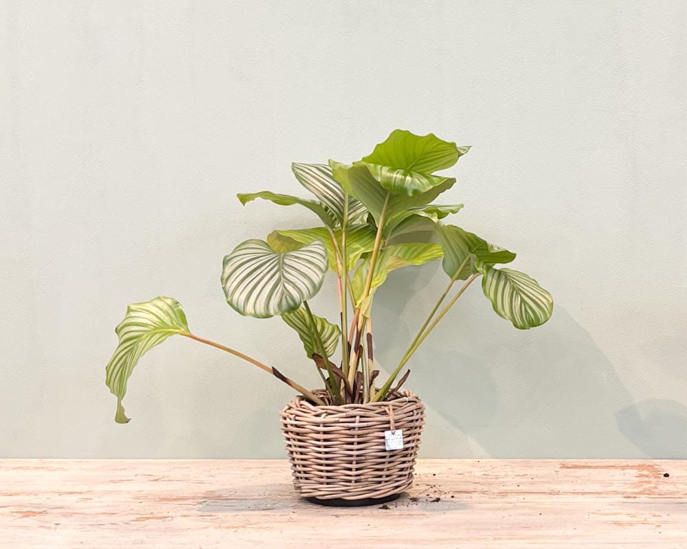 Korbmarante • Calathea orbifolia Topfdurchmesser 17 cm, 45 cm hoch Topfware Ansicht 4