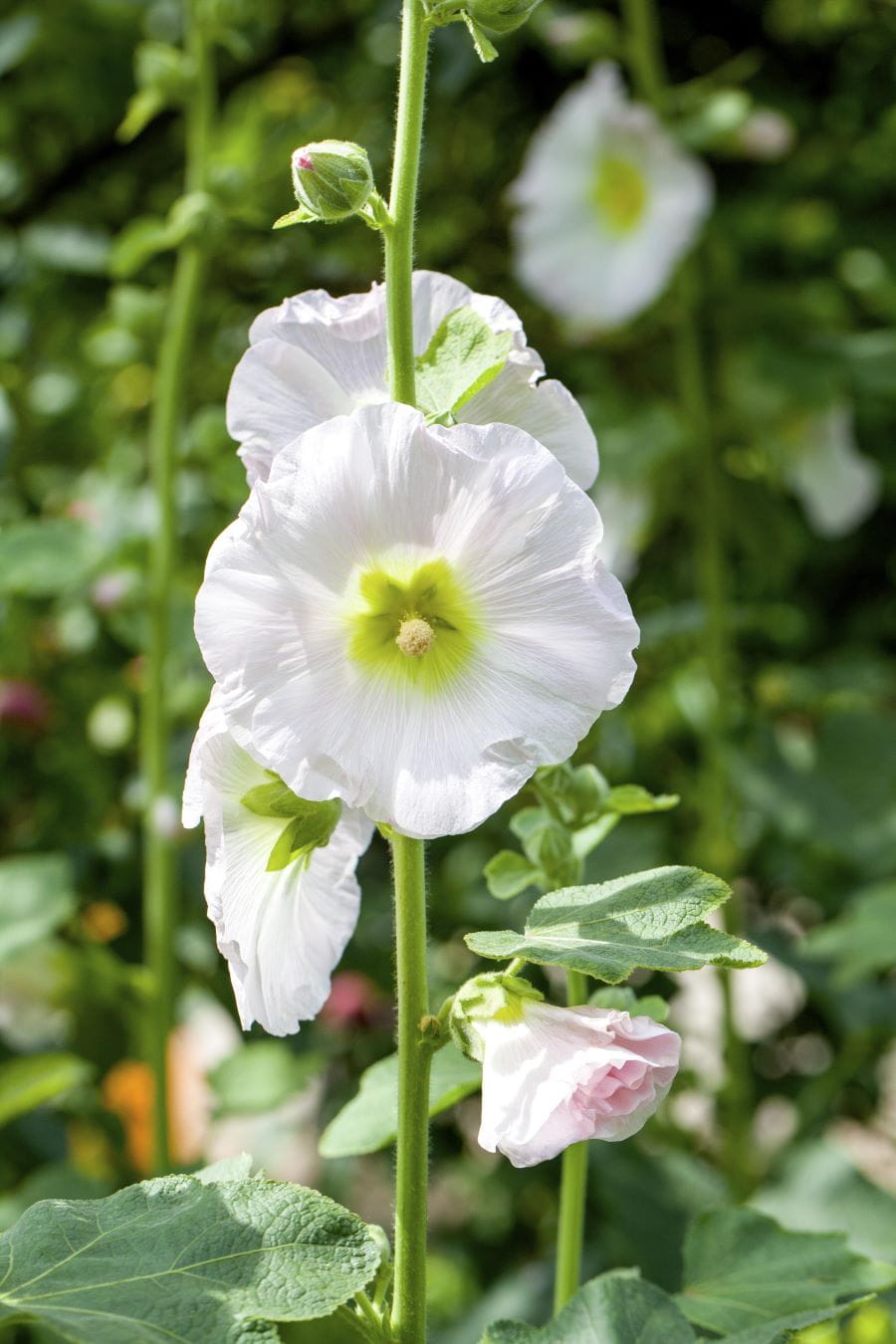 Gefülltblühende Stockrose 'Pleniflora weiß' • Alcea rosea 'Pleniflora weiß'
