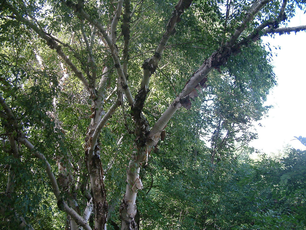 Kupferbirke • Betula albosinensis