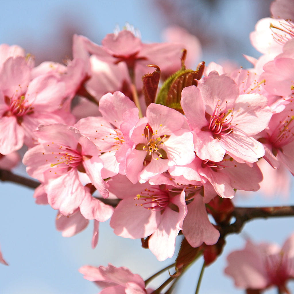  Scharlachkirsche • Prunus sargentii, Veredlung