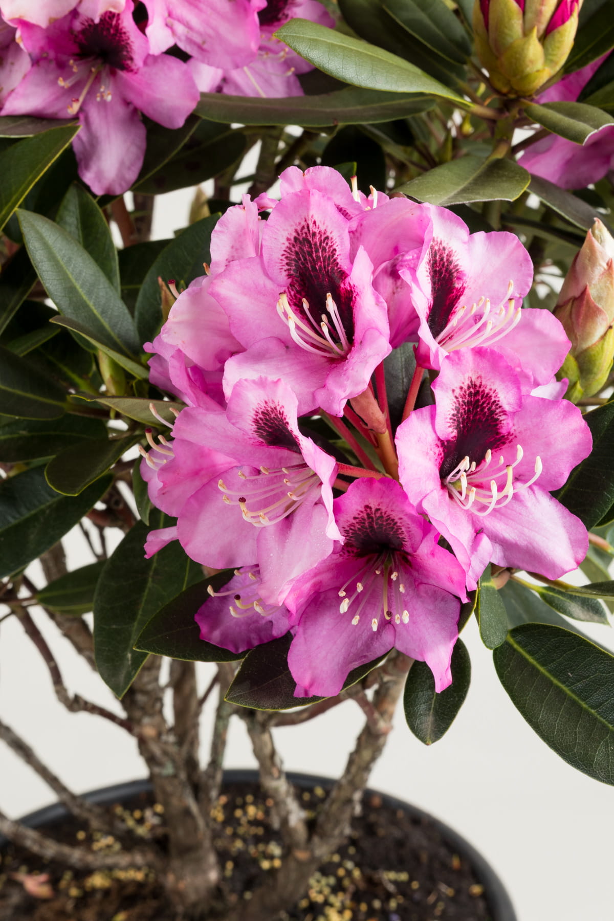 Rhododendron 'Kokardia'® • Rhododendron Hybride 'Kokardia'® Ansicht 4