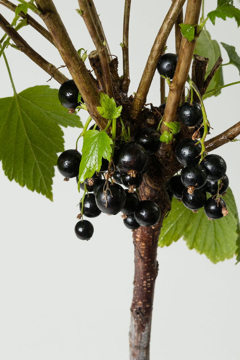 Schwarze Johannisbeere 'Ben Sarek' • Ribes nigrum 'Ben Sarek' Ansicht 2