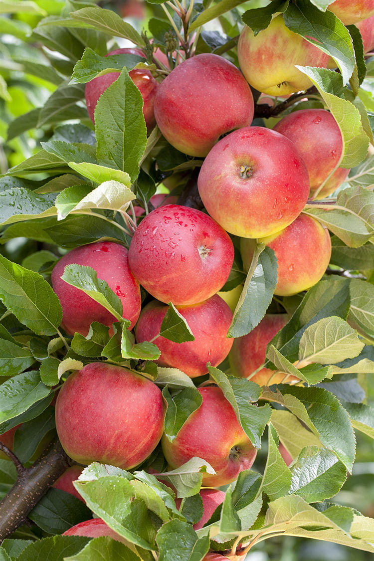 Apfel 'Elstar' • Malus 'Elstar'