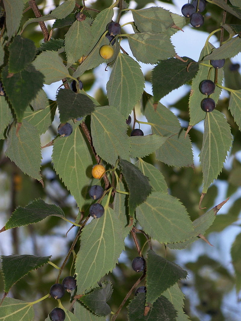 Südlicher Zürgelbaum • Celtis australis Ansicht 1