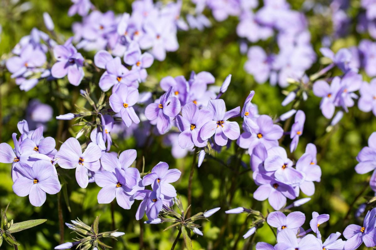 Ausläufer-Flammenblume 'Blue Ridge' • Phlox stolonifera 'Blue Ridge'