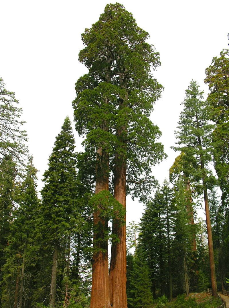 Küstenmammutbaum 'Redwood' • Sequoia sempervirens 'Redwood' Ansicht 3