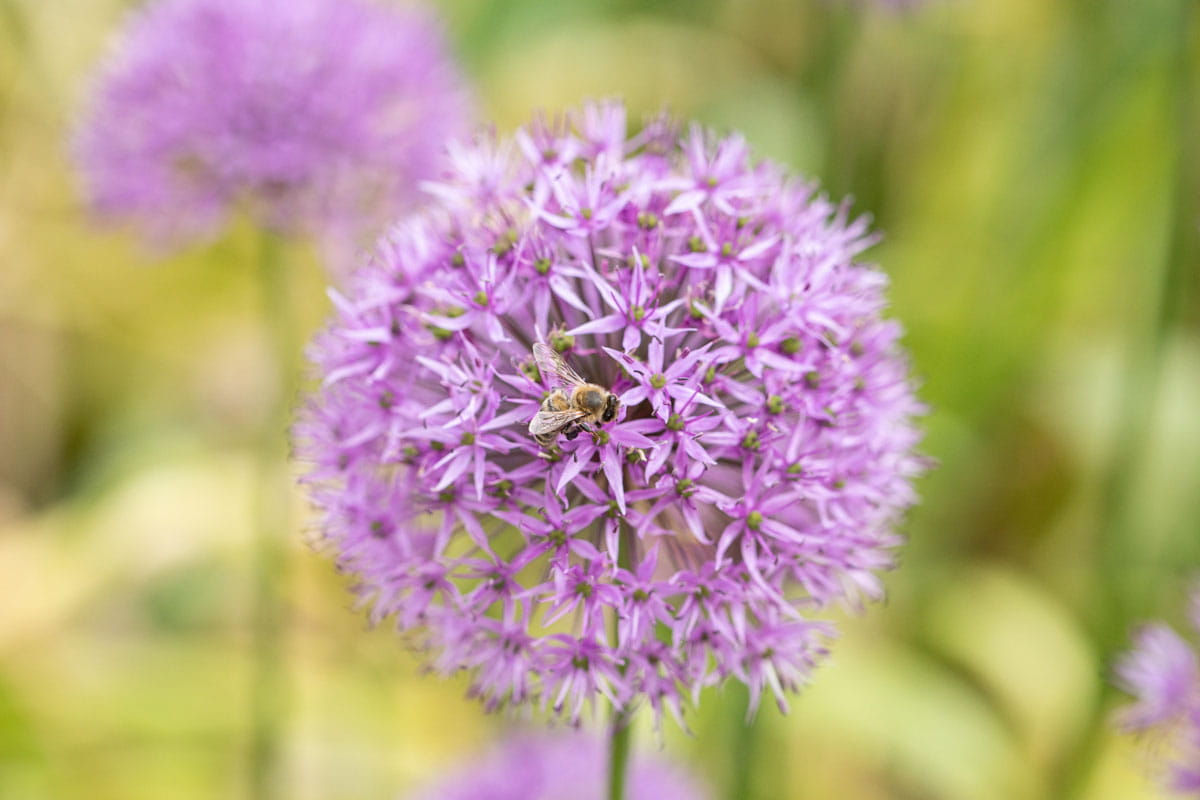 Blumenzwiebel Zierlauch