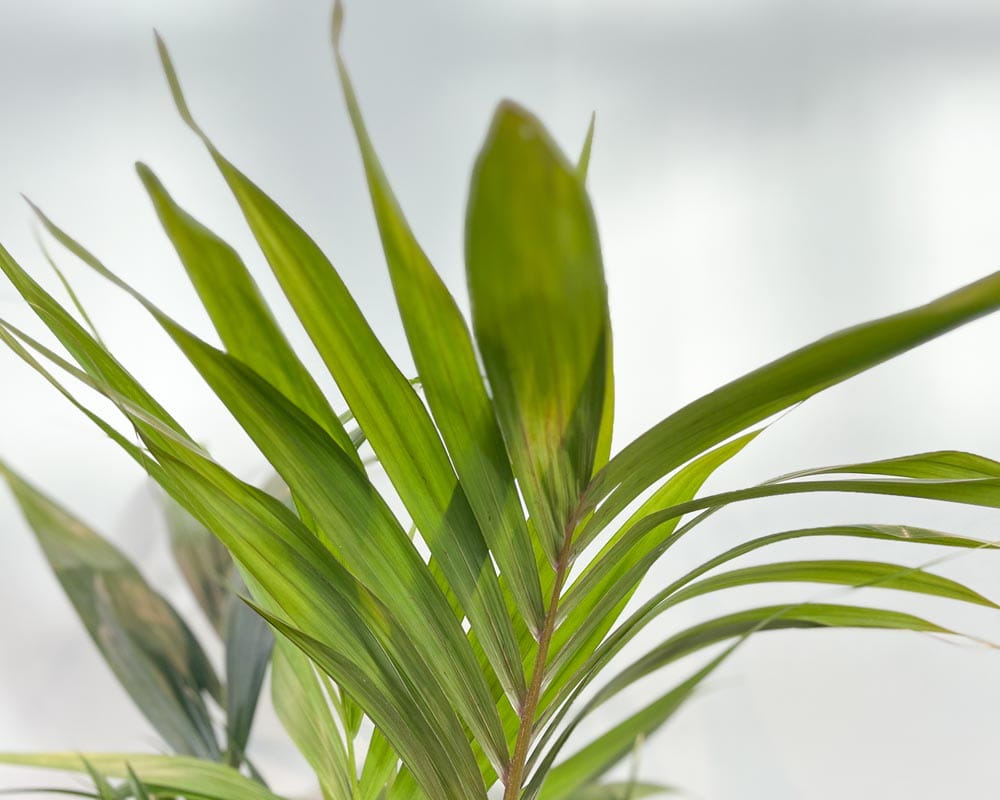 Kentiapalme • Howea forsteriana Topfdurchmesser 21 cm, 120 cm hoch Topfware Ansicht 2