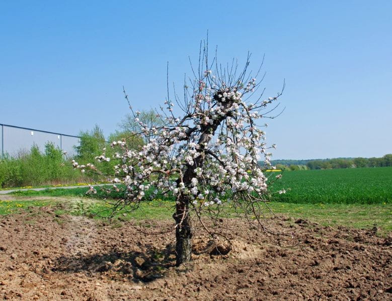 Apfel 'Ingrid Marie' • Malus 'Ingrid Marie' Ansicht 3