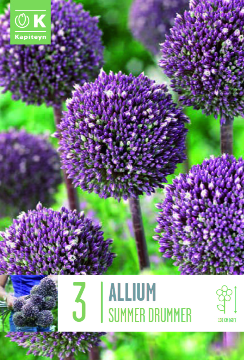 Blumenzwiebel - Allium x cultorum 'Summer Drummer' 3er Packung