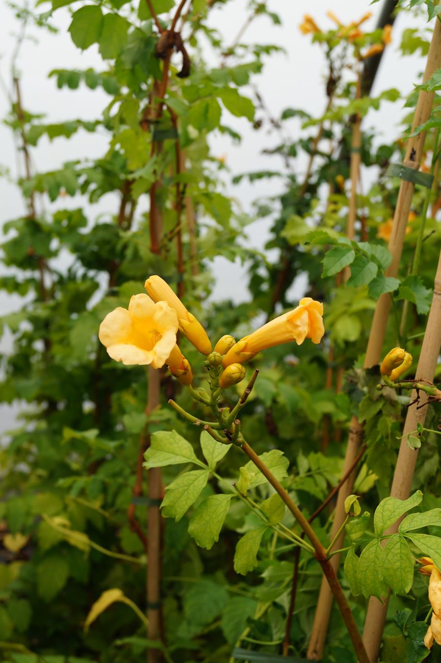 Gelbe Trompetenblume 'Flava' • Campsis radicans 'Flava' Ansicht 5
