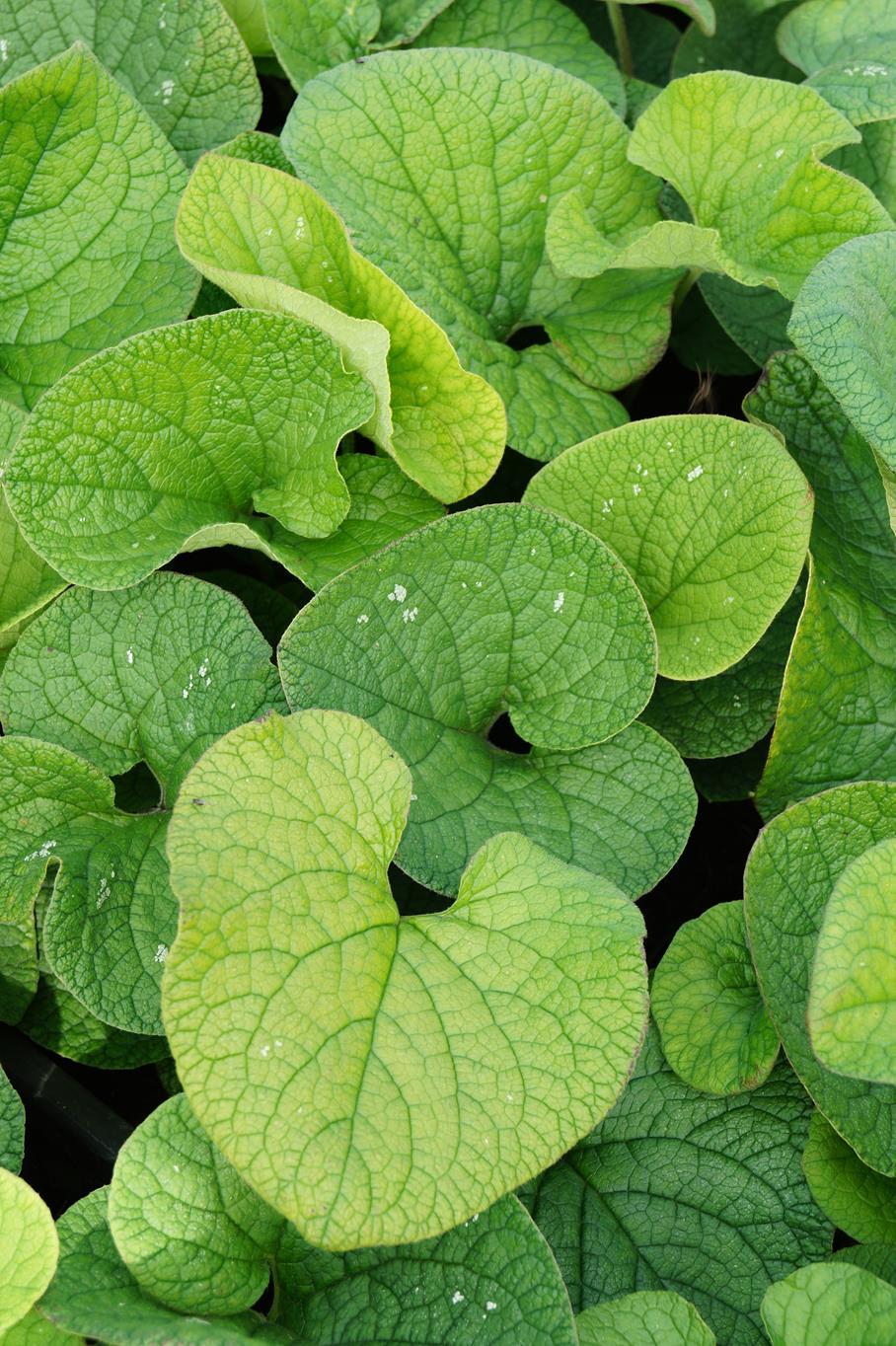 Kaukasusvergissmeinnicht 'Langtrees' • Brunnera macrophylla 'Langtrees' Ansicht 6