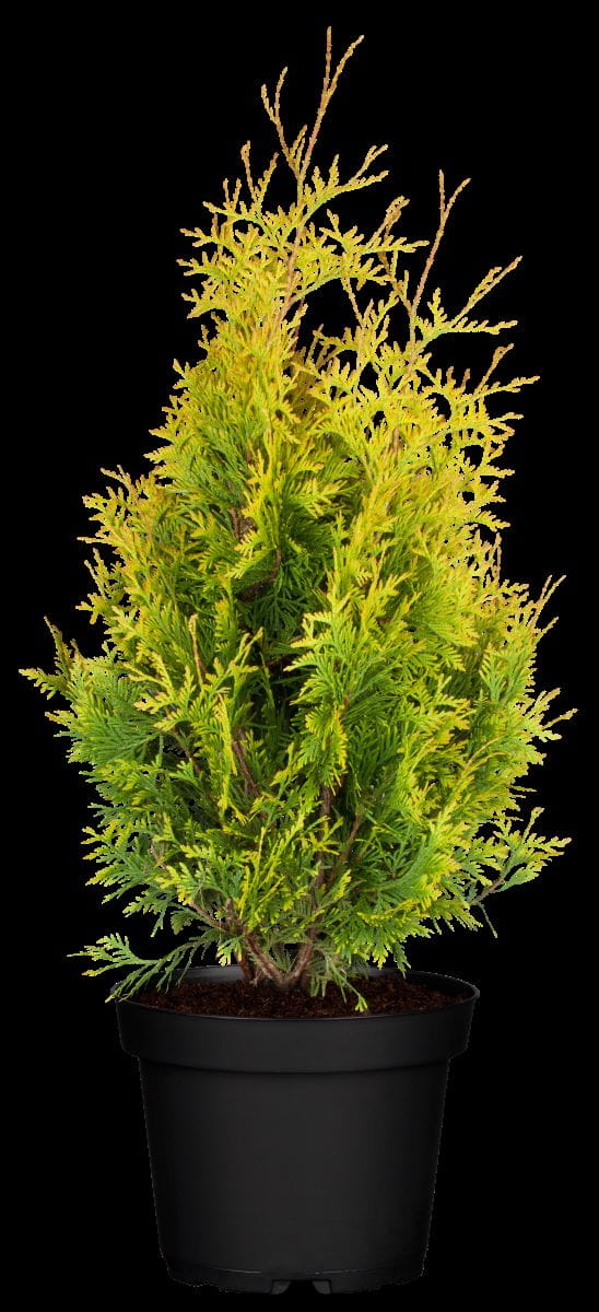 Morgenländischer Lebensbaum 'Aurea Nana' • Thuja orientalis 'Aurea Nana' Ansicht 2