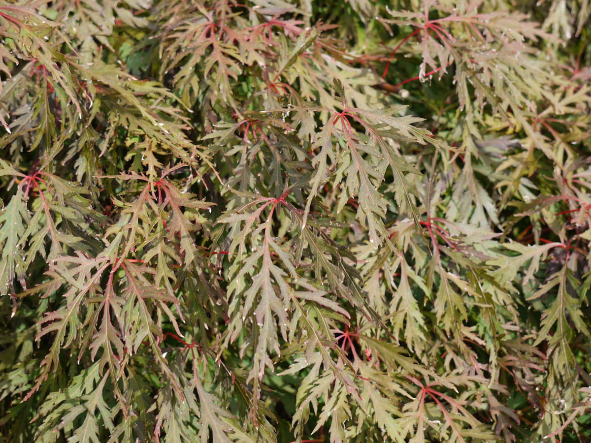 Fächerahorn 'Orangeola' • Acer palmatum 'Orangeola'