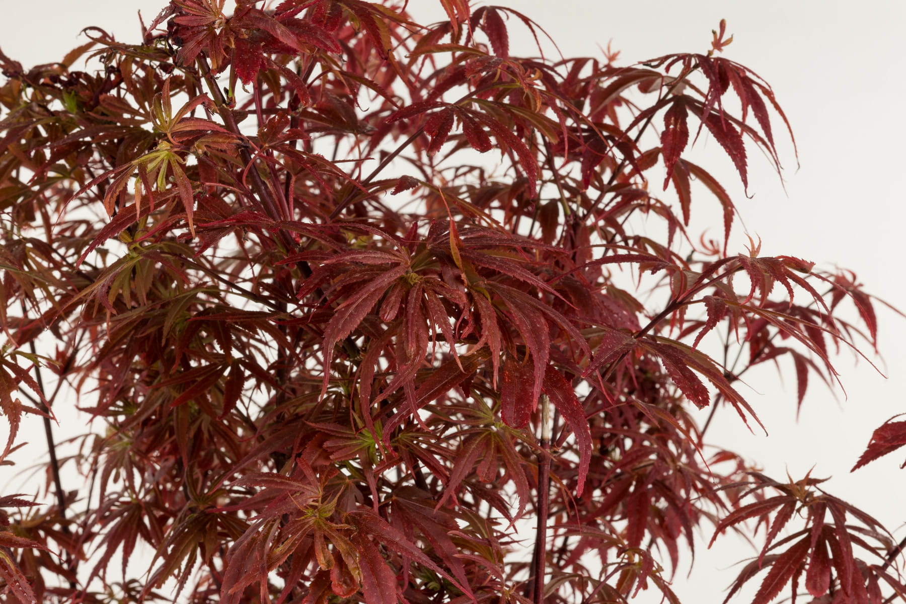 Fächerahorn 'Shaina' • Acer palmatum 'Shaina'