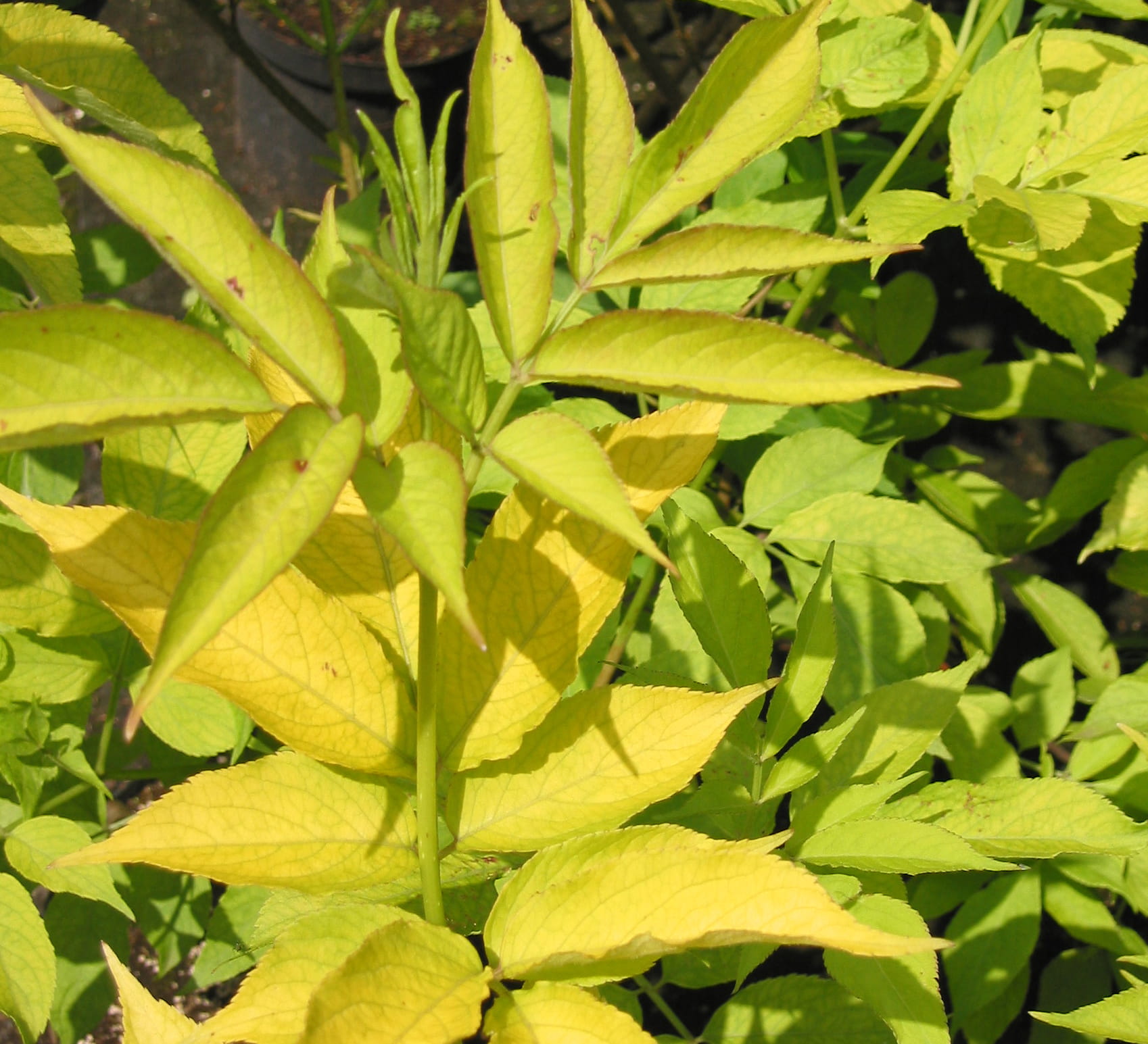 Gold-Holunder 'Aurea' • Sambucus nigra 'Aurea' Ansicht 2
