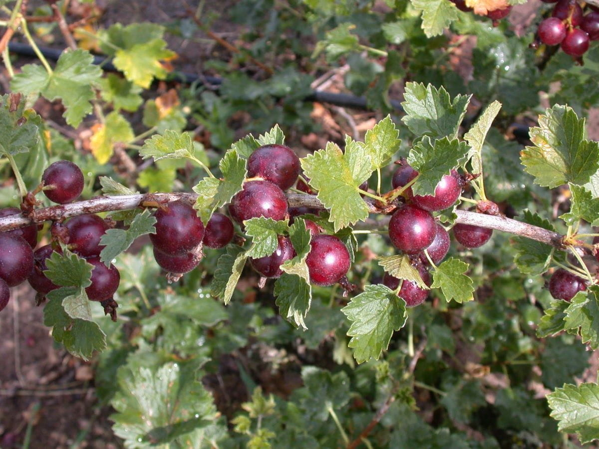 Jostabeere • Ribes x nidigrolaria 'Jostabeere' Ansicht 1
