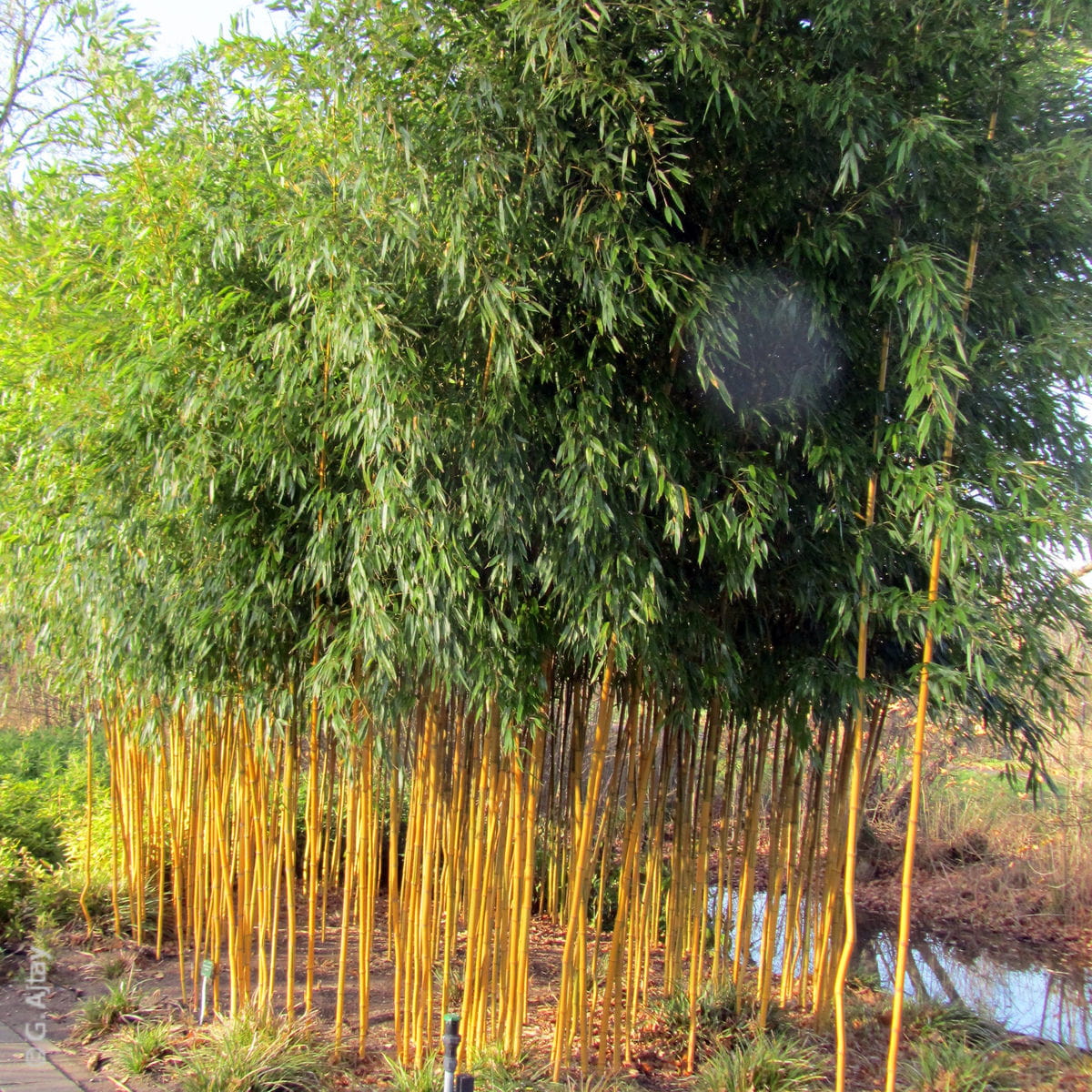 Zick-Zack-Bambus 'spectabilis' • Phyllostachys aureosulcata 'spectabilis' Ansicht 5