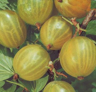 Stachelbeere 'Invicta' • Ribes uva-crispa 'Invicta' Ansicht 1