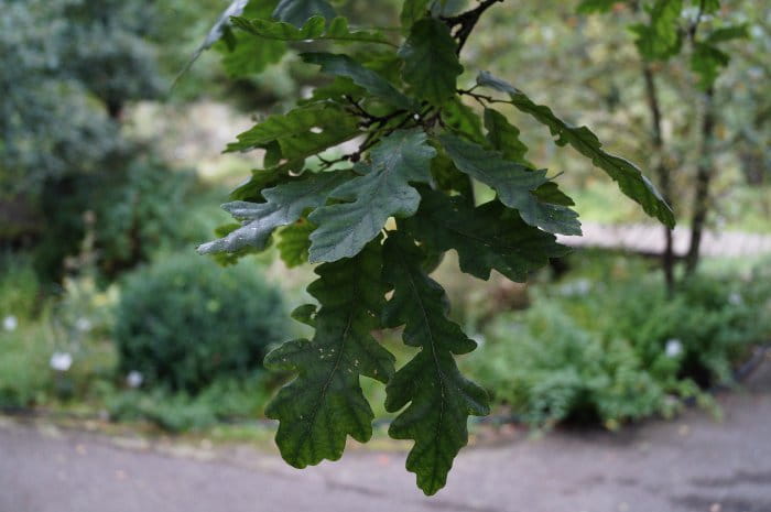 Zerr-Eiche • Quercus cerris Ansicht 1