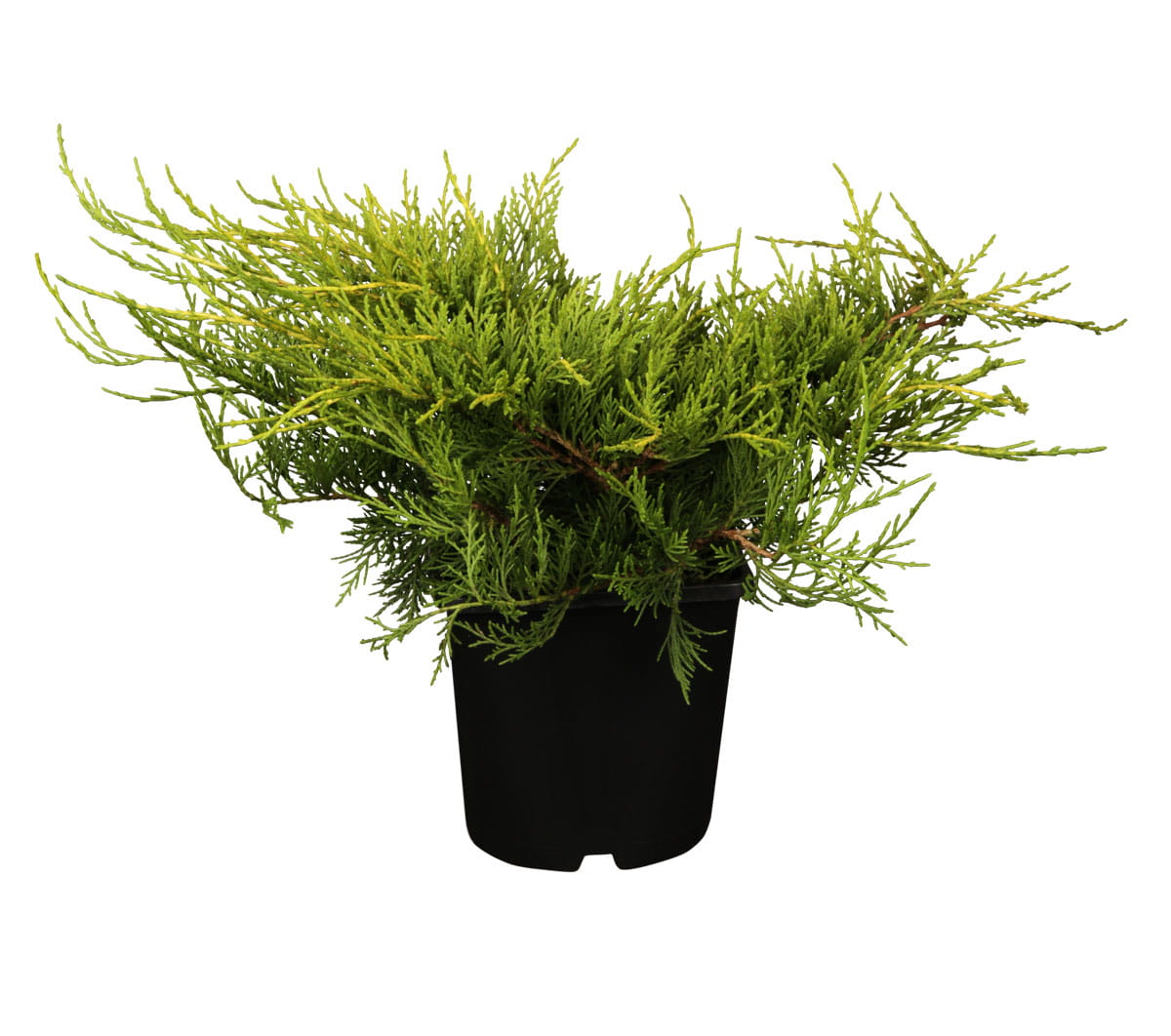 Gelber Pfitzerwacholder 'Old Gold' • Juniperus media 'Old Gold' Ansicht 6