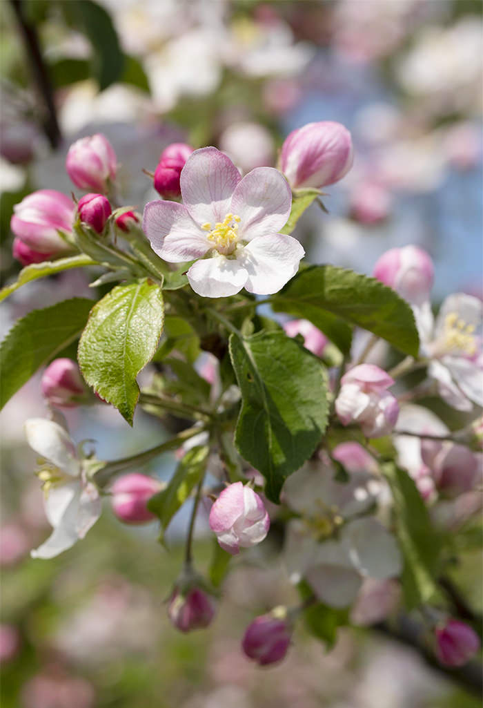Apfel 'Jonagold' • Malus 'Jonagold' Containerware Halbstamm Ansicht 2