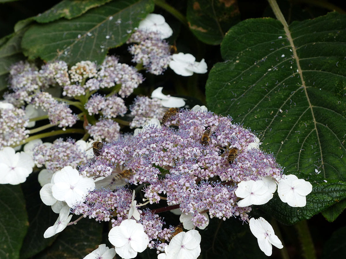 Samthortensie 'Macrophylla' • Hydrangea aspera 'Macrophylla' Containerware 60-80 cm hoch, Solitärpflanze Ansicht 5