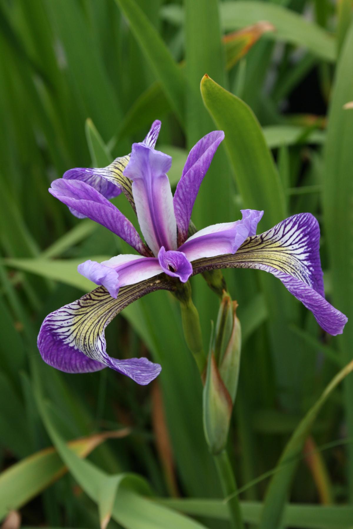Verschiedenfarbige Sumpf-Schwertlilie • Iris versicolor