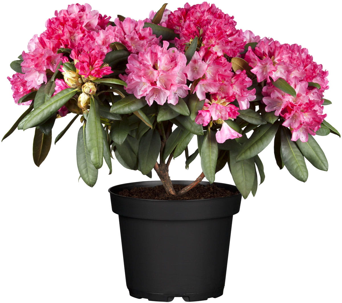 Rhododendron 'Anuschka' • Rhododendron yakushimanum 'Anuschka' Containerware 30-40 cm Ansicht 1