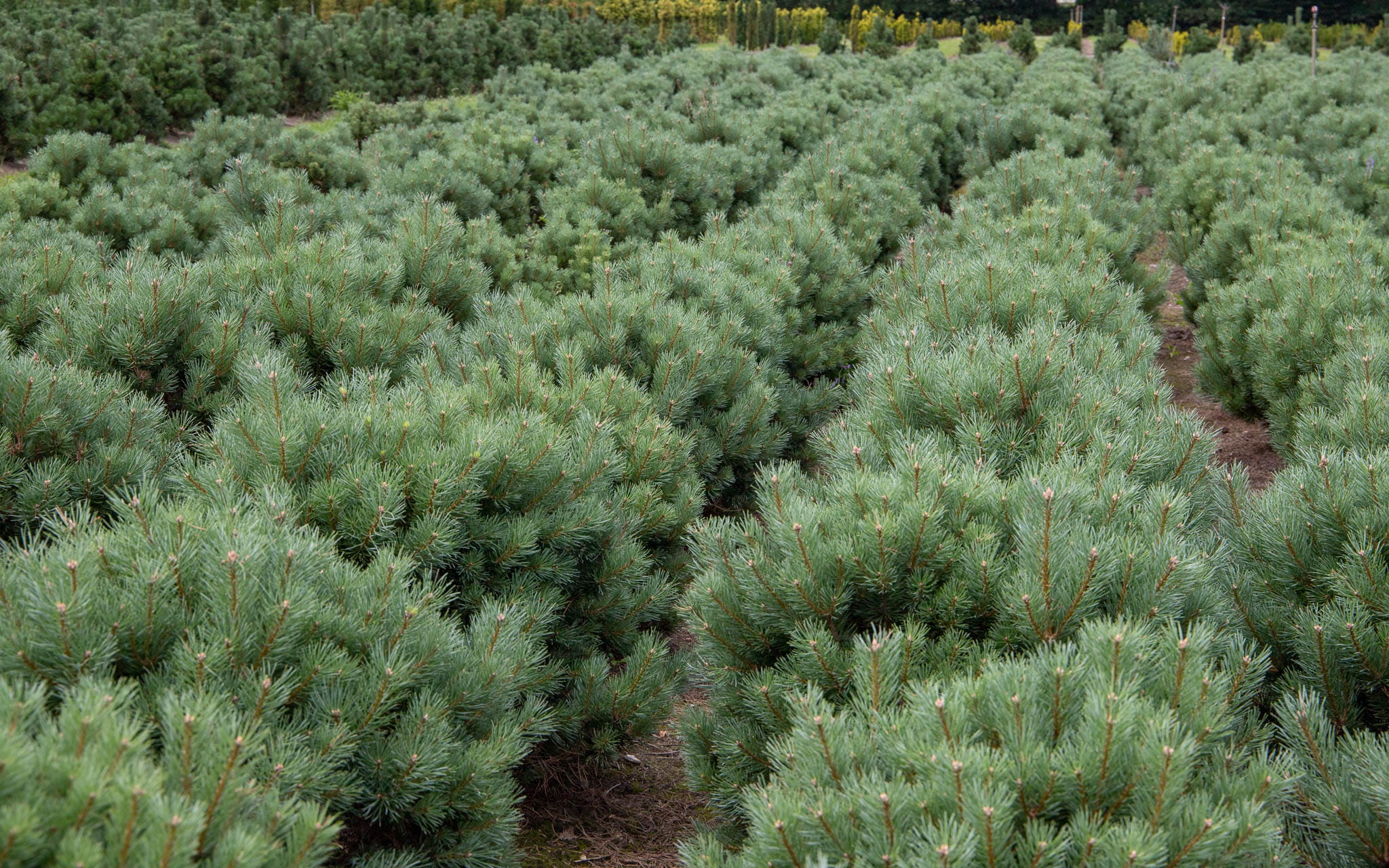 Silberkiefer / Strauch-Wald-Kiefer • Pinus sylvestris 'Watereri'