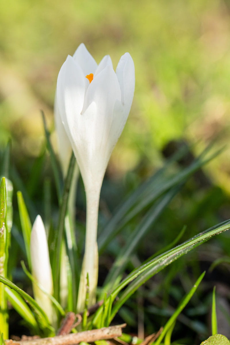 Blumenzwiebel - Crocus vernus 'Jeanne d'Arc' 10er Packung