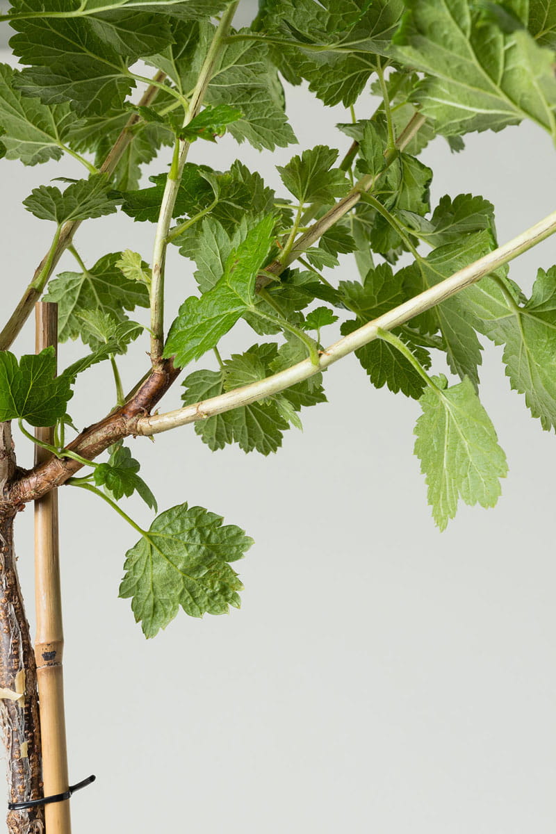 Jostabeere • Ribes x nidigrolaria 'Jostabeere' Ansicht 3