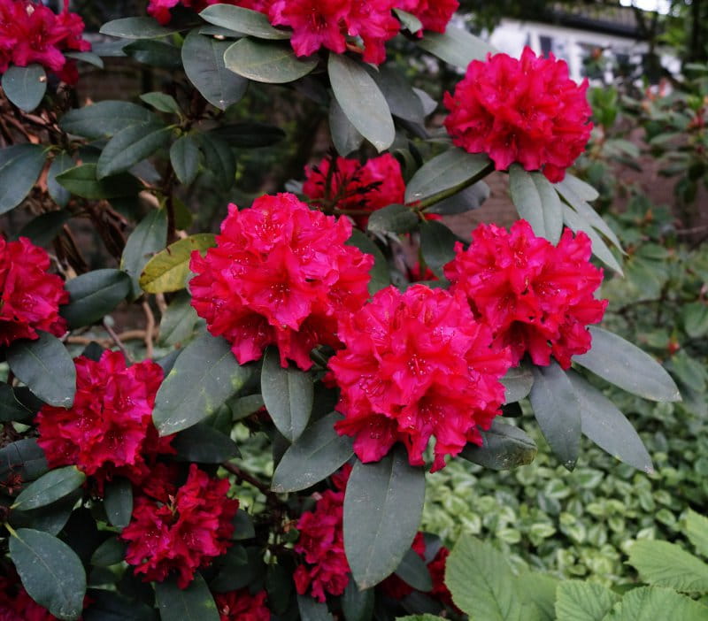 Rhododendron 'Mrs.P.den Ouden' • Rhododendron Hybride 'Mrs.P.den Ouden' Ansicht 2