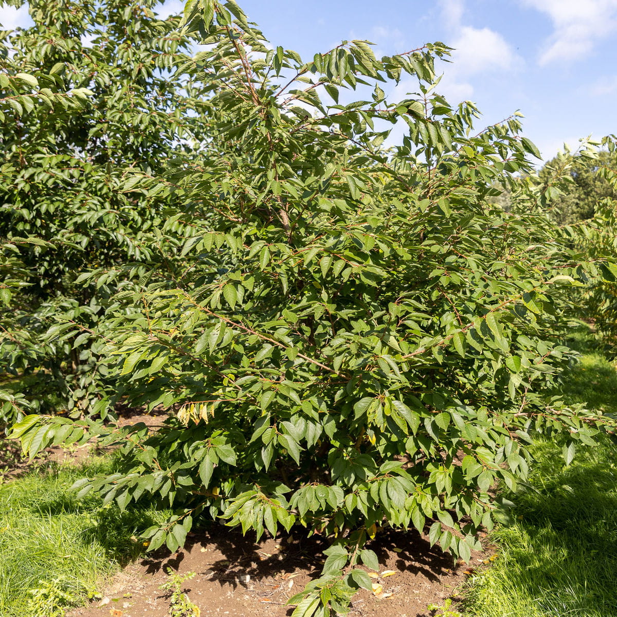Fudschijama-Kirsche 'Shirotae' • Prunus serrulata 'Shirotae' Ansicht 2