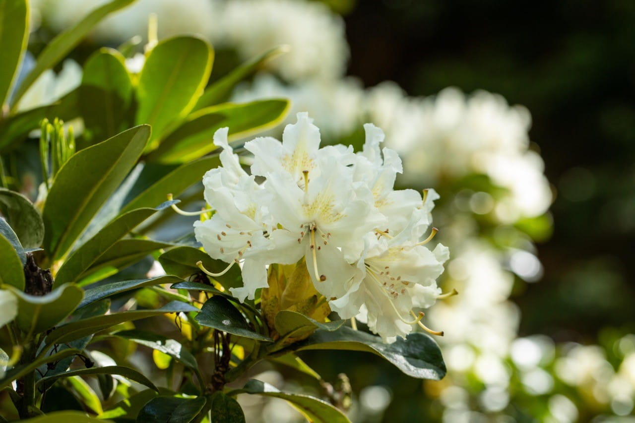 Rhododendron 'Cunninghams White' • Rhododendron Hybride 'Cunninghams White'