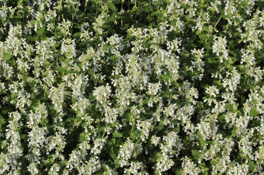 Blaue Katzenminze Alba • Nepeta x faassenii Alba Ansicht 2 Blaue Katzenminze Alba • Nepeta x faassenii Alba Ansicht 2