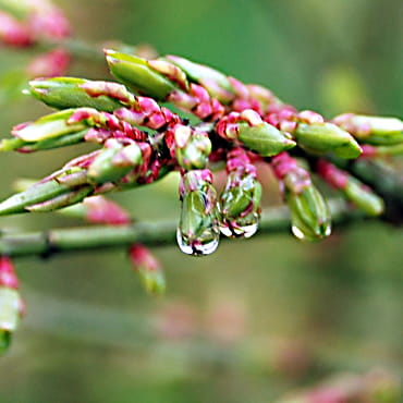 Korkflügel-Strauch • Euonymus alatus 'Compactus'