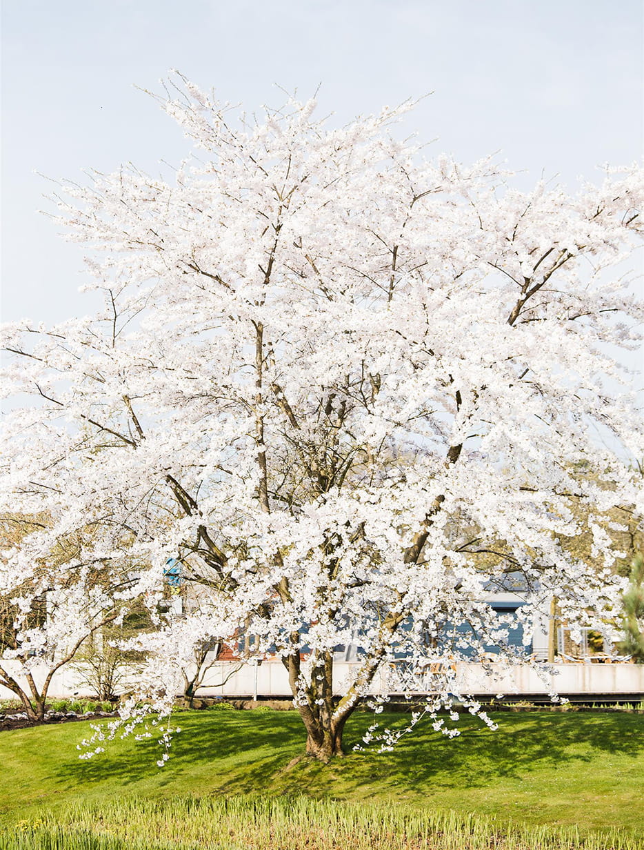 Kurilenkirsche 'Brilliant' • Prunus kurilensis 'Brilliant'