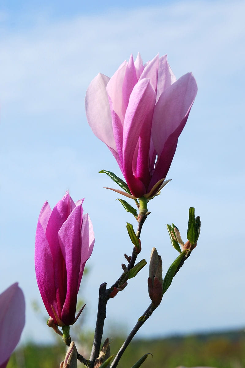 Purpur-Magnolie 'Susan' • Magnolia liliiflora 'Susan' Ansicht 5
