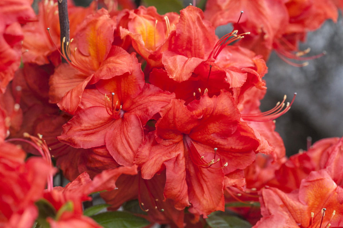 Sommergrüne Azalee 'Feuerwerk' • Rhododendron luteum 'Feuerwerk'