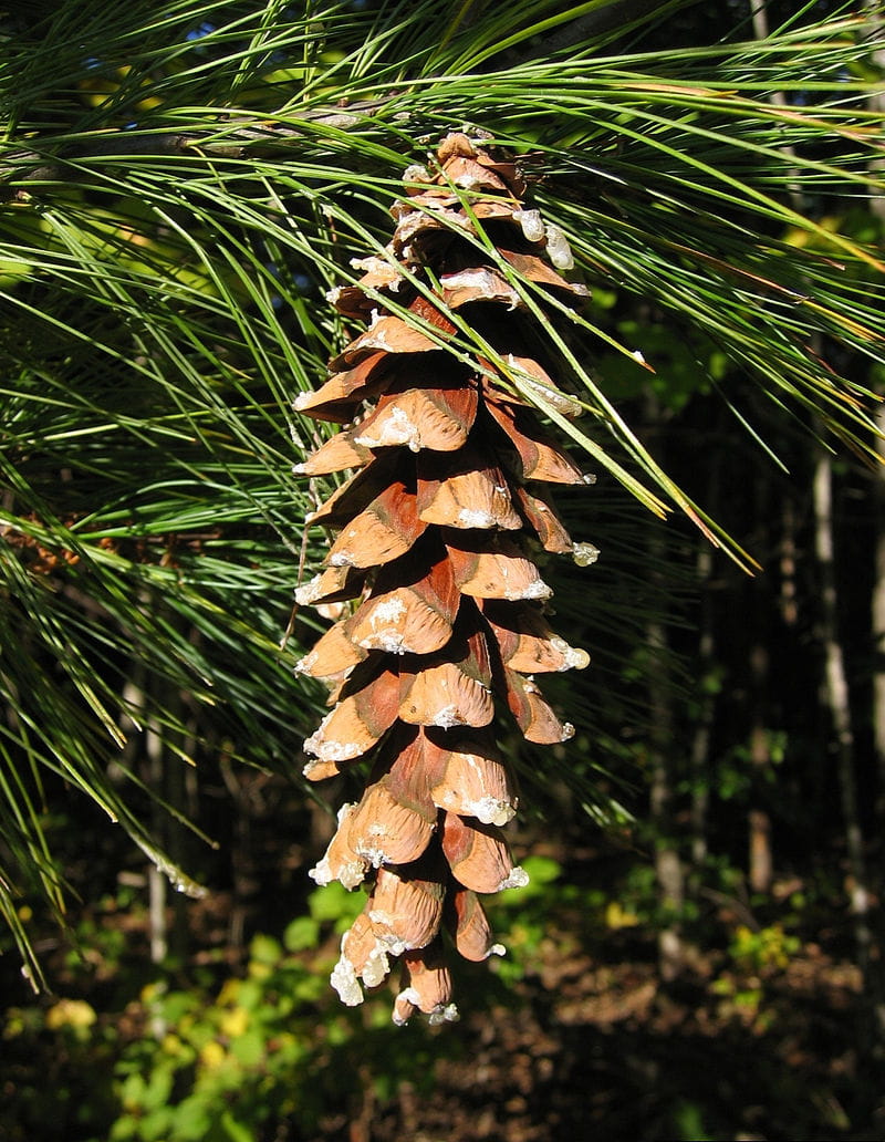 Weymouth-Kiefer • Pinus strobus